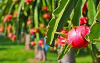 Dragon fruit