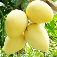 Fresh Mango Fruit