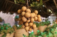 Fresh Longan